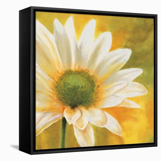 Marguerites dans le soleil 3-Pierre Viollet-Framed Stretched Canvas