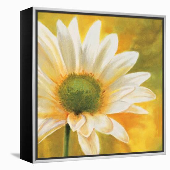 Marguerites dans le soleil 3-Pierre Viollet-Framed Stretched Canvas