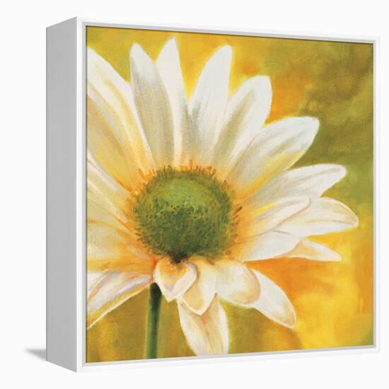 Marguerites dans le soleil 3-Pierre Viollet-Framed Stretched Canvas