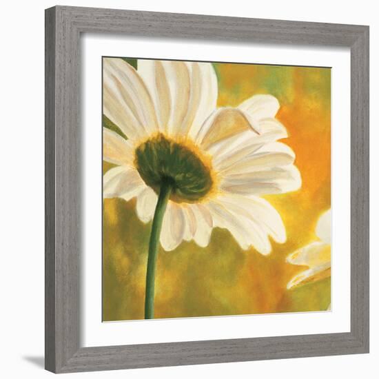 Marguerites dans le soleil I-Pierre Viollet-Framed Art Print