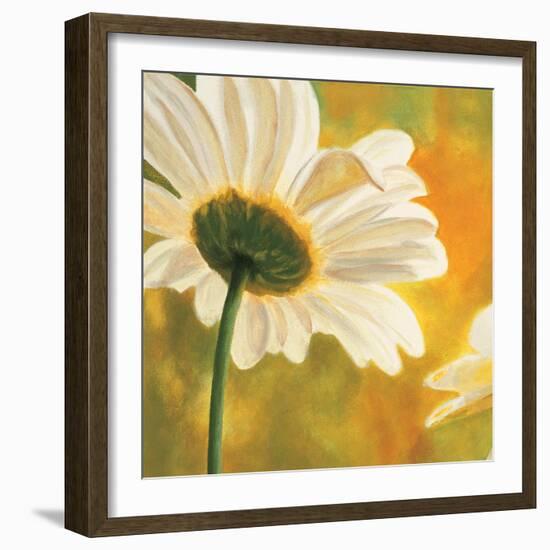 Marguerites dans le soleil I-Pierre Viollet-Framed Art Print