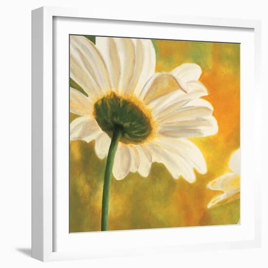 Marguerites dans le soleil I-Pierre Viollet-Framed Art Print