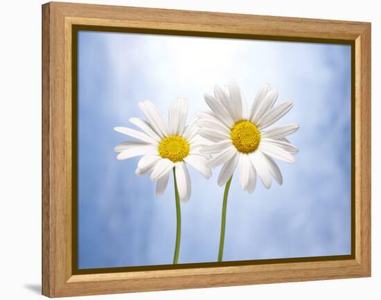 Marguerites, Flowers, Blossoms, Still Life, Blue, White-Axel Killian-Framed Premier Image Canvas