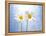 Marguerites, Flowers, Blossoms, Still Life, Blue, White-Axel Killian-Framed Premier Image Canvas