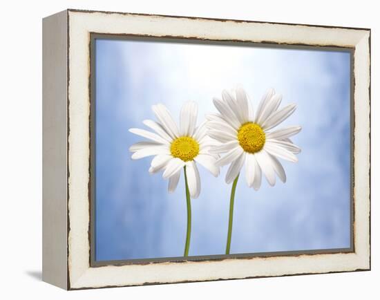 Marguerites, Flowers, Blossoms, Still Life, Blue, White-Axel Killian-Framed Premier Image Canvas