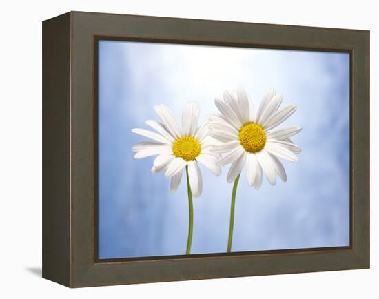 Marguerites, Flowers, Blossoms, Still Life, Blue, White-Axel Killian-Framed Premier Image Canvas