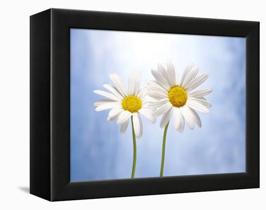 Marguerites, Flowers, Blossoms, Still Life, Blue, White-Axel Killian-Framed Premier Image Canvas