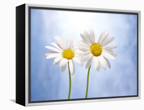 Marguerites, Flowers, Blossoms, Still Life, Blue, White-Axel Killian-Framed Premier Image Canvas