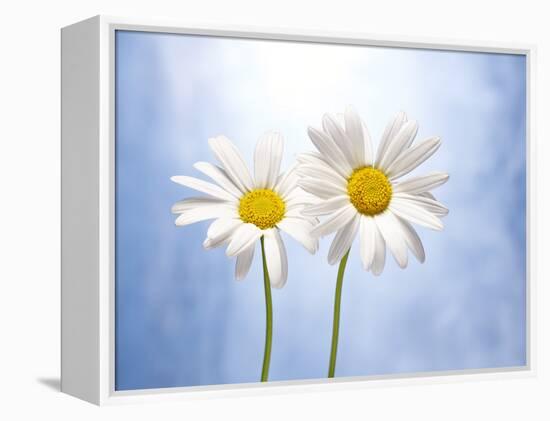 Marguerites, Flowers, Blossoms, Still Life, Blue, White-Axel Killian-Framed Premier Image Canvas