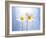 Marguerites, Flowers, Blossoms, Still Life, Blue, White-Axel Killian-Framed Photographic Print