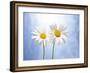 Marguerites, Flowers, Blossoms, Still Life, Blue, White-Axel Killian-Framed Photographic Print
