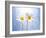 Marguerites, Flowers, Blossoms, Still Life, Blue, White-Axel Killian-Framed Photographic Print