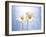 Marguerites, Flowers, Blossoms, Still Life, Blue, White-Axel Killian-Framed Photographic Print