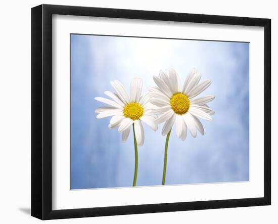 Marguerites, Flowers, Blossoms, Still Life, Blue, White-Axel Killian-Framed Photographic Print