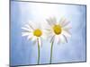 Marguerites, Flowers, Blossoms, Still Life, Blue, White-Axel Killian-Mounted Photographic Print