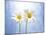 Marguerites, Flowers, Blossoms, Still Life, Blue, White-Axel Killian-Mounted Photographic Print