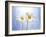 Marguerites, Flowers, Blossoms, Still Life, Blue, White-Axel Killian-Framed Photographic Print