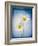 Marguerites, Flowers, Blossoms, Still Life, Blue, White-Axel Killian-Framed Photographic Print