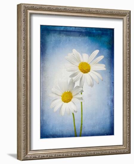 Marguerites, Flowers, Blossoms, Still Life, Blue, White-Axel Killian-Framed Photographic Print