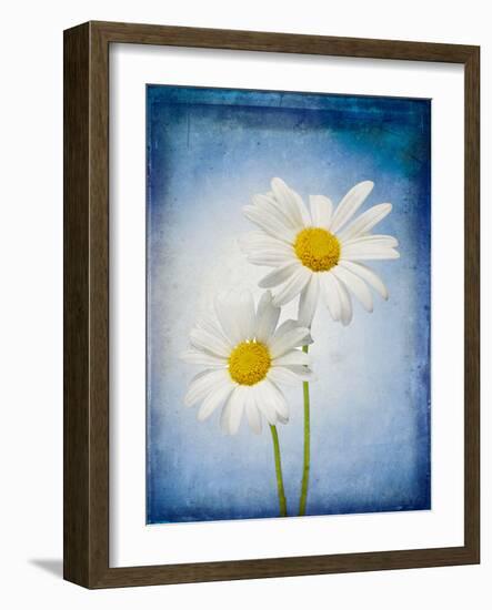 Marguerites, Flowers, Blossoms, Still Life, Blue, White-Axel Killian-Framed Photographic Print