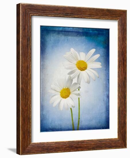 Marguerites, Flowers, Blossoms, Still Life, Blue, White-Axel Killian-Framed Photographic Print