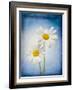 Marguerites, Flowers, Blossoms, Still Life, Blue, White-Axel Killian-Framed Photographic Print