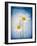 Marguerites, Flowers, Blossoms, Still Life, Blue, White-Axel Killian-Framed Photographic Print