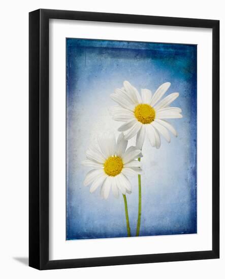 Marguerites, Flowers, Blossoms, Still Life, Blue, White-Axel Killian-Framed Photographic Print