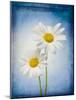 Marguerites, Flowers, Blossoms, Still Life, Blue, White-Axel Killian-Mounted Photographic Print