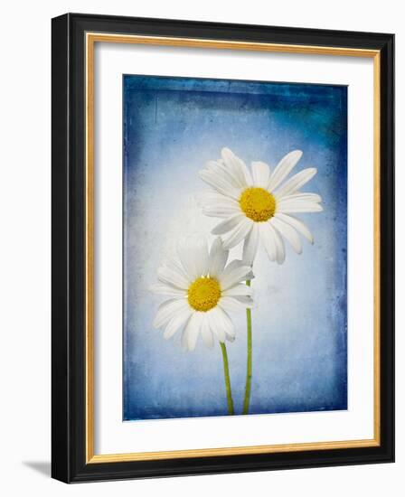 Marguerites, Flowers, Blossoms, Still Life, Blue, White-Axel Killian-Framed Photographic Print