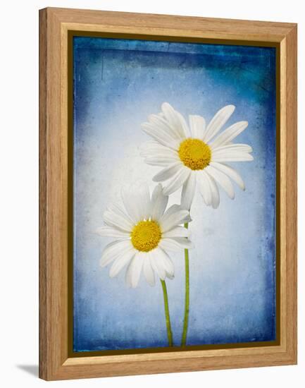 Marguerites, Flowers, Blossoms, Still Life, Blue, White-Axel Killian-Framed Premier Image Canvas