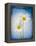 Marguerites, Flowers, Blossoms, Still Life, Blue, White-Axel Killian-Framed Premier Image Canvas