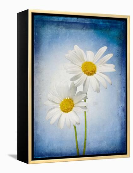 Marguerites, Flowers, Blossoms, Still Life, Blue, White-Axel Killian-Framed Premier Image Canvas