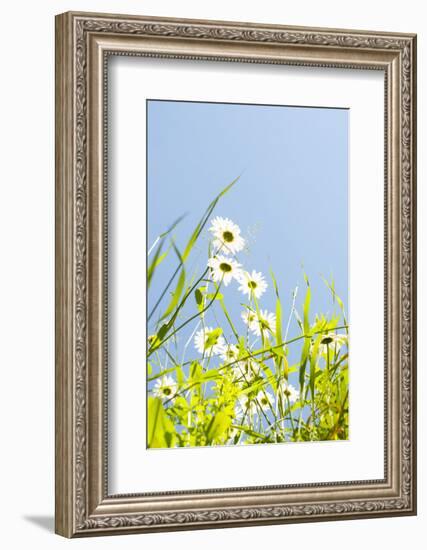 Marguerites, Leucanthemum Vulgare, from Below, to Blue Heaven-Alexander Georgiadis-Framed Photographic Print