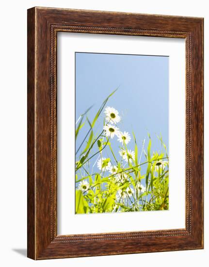 Marguerites, Leucanthemum Vulgare, from Below, to Blue Heaven-Alexander Georgiadis-Framed Photographic Print