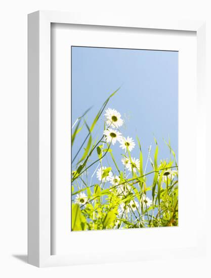 Marguerites, Leucanthemum Vulgare, from Below, to Blue Heaven-Alexander Georgiadis-Framed Photographic Print