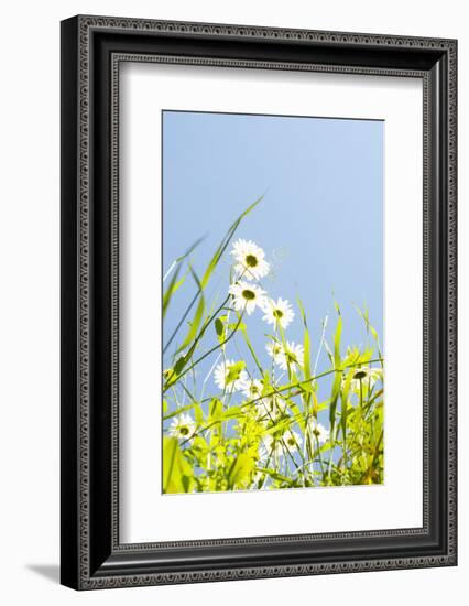 Marguerites, Leucanthemum Vulgare, from Below, to Blue Heaven-Alexander Georgiadis-Framed Photographic Print