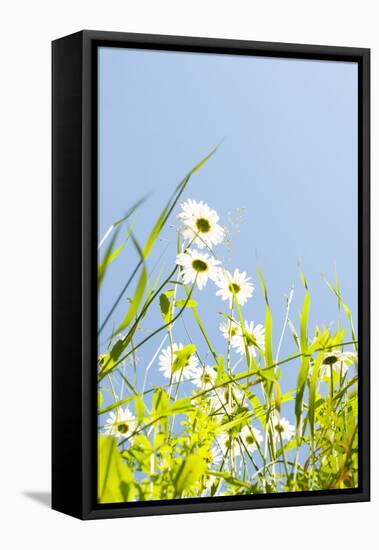 Marguerites, Leucanthemum Vulgare, from Below, to Blue Heaven-Alexander Georgiadis-Framed Premier Image Canvas