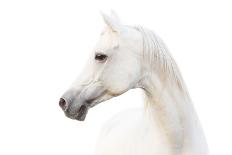 Arabian White Horse-mari_art-Photographic Print