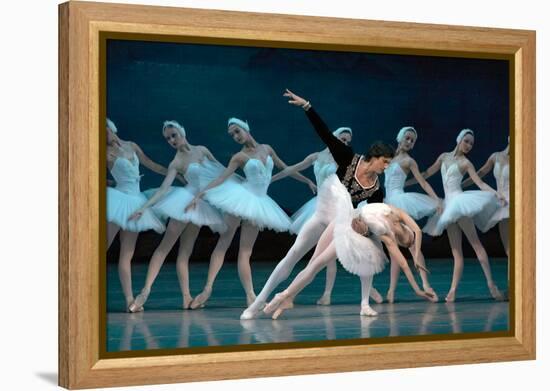 Maria Alexandrova, of the Bolshoi Ballet, as Odette in 'Swan Lake'-null-Framed Premier Image Canvas