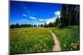 Photographic Print