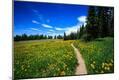 Photographic Print
