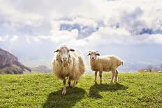 Sheep in the Mountains-Maria Komar-Framed Photographic Print