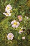 Wild Roses-Maria Krabbe-Giclee Print