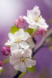 Cherry Blossom (Prunus 'Serrulata')-Maria Mosolova-Photographic Print