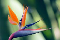 Bird of Paradise Flower-Maria Mosolova-Photographic Print