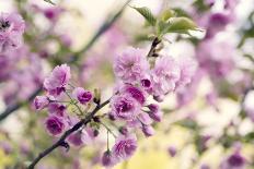 Cherry Blossom (Prunus 'Serrulata')-Maria Mosolova-Framed Photographic Print