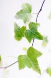 Shasta Daisy (Leucanthemum 'Filigran')-Maria Mosolova-Photographic Print