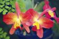 Premium Photographic Print