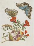 Plate from 'De Eoropische Insecten, 1730-Maria Sibylla Graff Merian-Framed Giclee Print